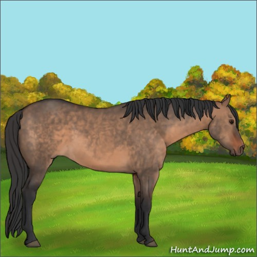 Horse Color:Brown Dun 