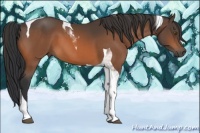Horse Color:Bay Tobiano 