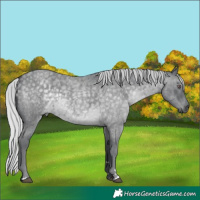 Horse Color:Silver Blue Chinchilla Roan 