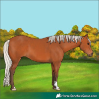 Horse Color:Silver Bay 