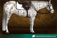 Horse Color:Liver Chestnut Sabino Splash Appaloosa  and Liver Red Dun Sabino Splash Appaloosa 