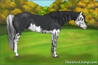 Horse Color:Black  and Black Splash 