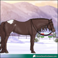 Horse Color:Chocolate Black Appaloosa