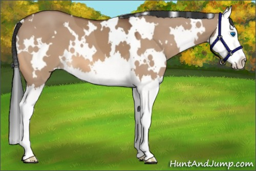Horse Color:White Spotted Bay Dun Splash 