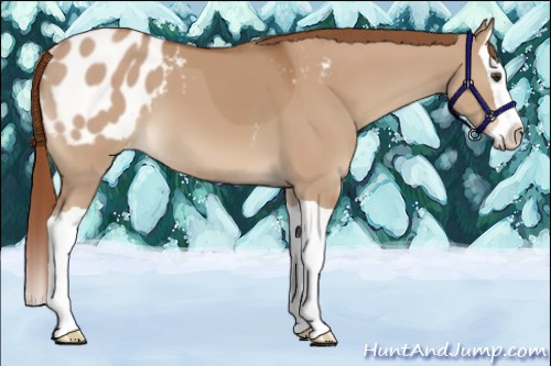 Horse Color:Red Dun Splash Appaloosa