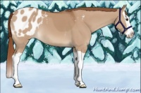 Horse Color:Red Dun Splash Appaloosa 