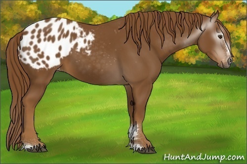 Horse Color:Gray Chestnut Sabino Appaloosa 