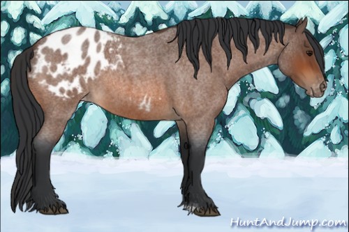 Horse Color:Bay Roan Appaloosa 