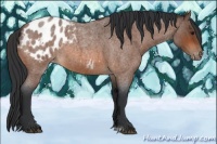 Horse Color:Bay Roan Appaloosa 