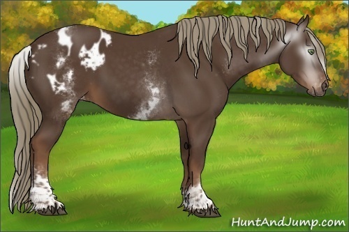Horse Color:Gray White Spotted Chestnut Mushroom Appaloosa 