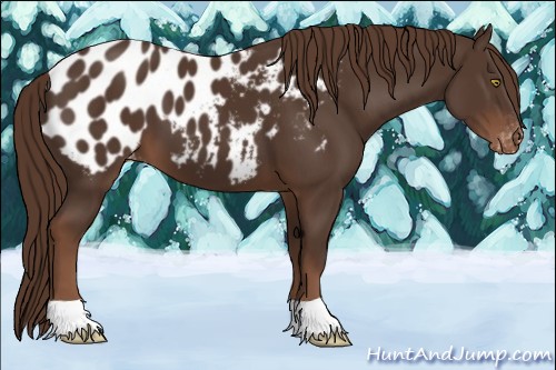 Horse Color:Liver Chestnut Appaloosa 