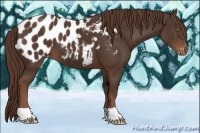 Horse Color:Liver Chestnut Appaloosa 