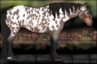 Horse Color:Gray Bay Roan Appaloosa 