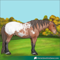 Horse Color:Bay Appaloosa 