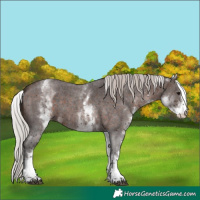 Horse Color:White Spotted Silver Brown Sabino