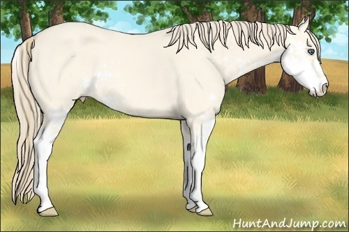 Horse Color:Perlino Dun Sabino
