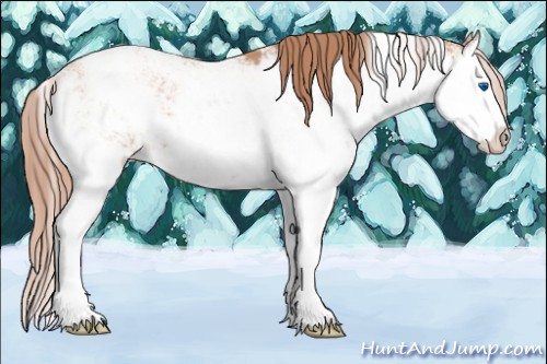 Horse Color:Gold Champagne Sabino Splash 
