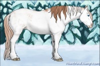 Horse Color:Gold Champagne Sabino Splash 