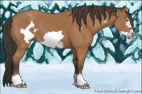 Horse Color:Bay Frame 