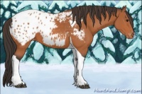 Horse Color:Bay Tobiano Appaloosa 