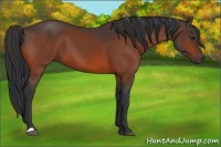 Horse Color:Brown 