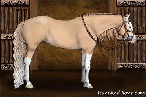 Horse Color:Gold Champagne Splash 