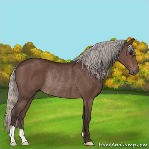 Horse Color:Silver Brown Rabicano 