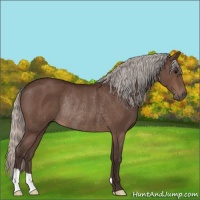 Horse Color:Silver Brown Rabicano 