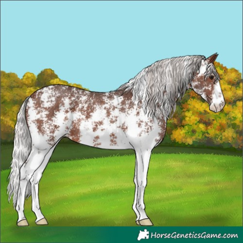 Horse Color:Silver Brown Sabino Rabicano 