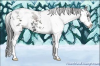 Horse Color:Black Sabino Rabicano 