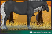 Horse Color:Silver Black Chinchilla 