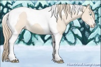 Horse Color:Perlino Roan Tobiano 