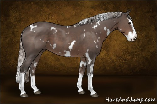 Horse Color:White Spotted Silver Black Splash