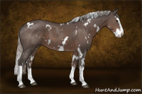 Horse Color:White Spotted Silver Black Splash 