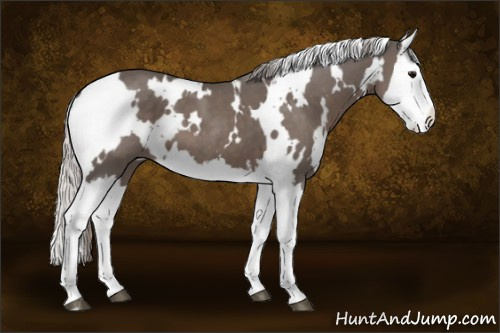 Horse Color:White Spotted Silver Black Splash