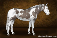 Horse Color:White Spotted Silver Black Splash 