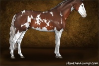 Horse Color:White Spotted Silver Brown Splash Rabicano 