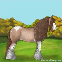 Horse Color:Brown Pearl Sabino Appaloosa Rabicano 