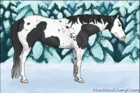 Horse Color:Black Splash Tobiano