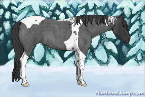 Horse Color:Blue Roan Tobiano 