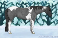 Horse Color:Blue Roan Tobiano 