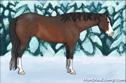 Horse Color:Brown Roan Splash 