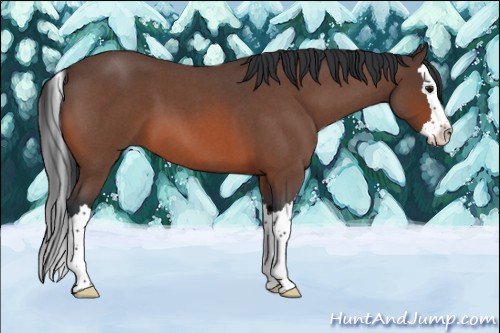 Horse Color:Bay Roan Splash 
