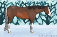 Horse Color:Bay Roan Splash