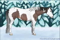 Horse Color:Brown Roan Splash Tobiano