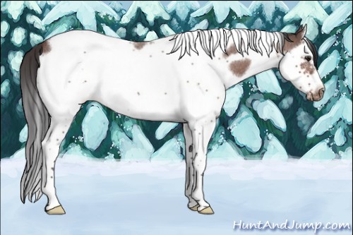 Horse Color:Brown Roan Splash Tobiano Frame Appaloosa 