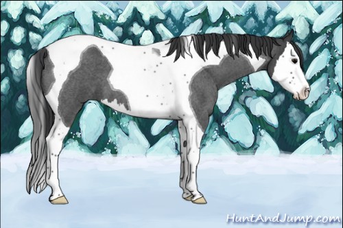 Horse Color:Blue Roan Splash Tobiano 