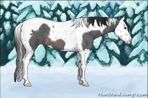 Horse Color:Brown Roan Splash Tobiano 