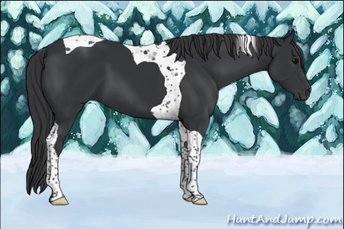 Horse Color:Black Tobiano 