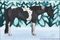 Horse Color:Black Tobiano 